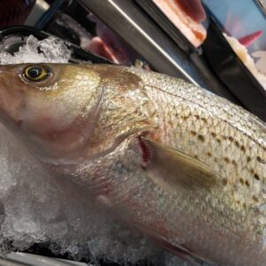 Whole Striped Bass