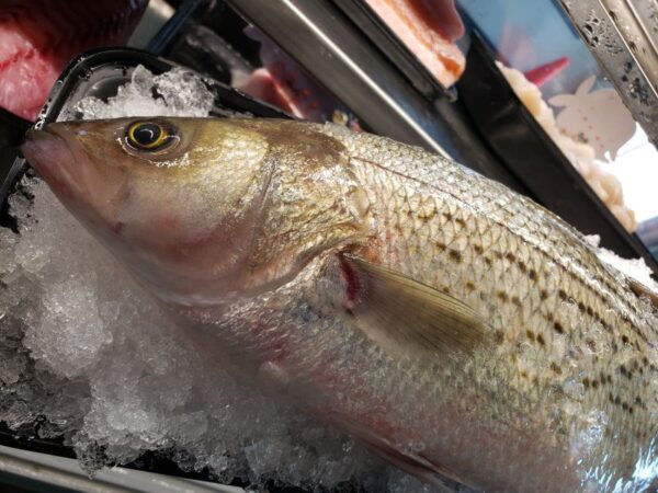 Whole Striped Bass