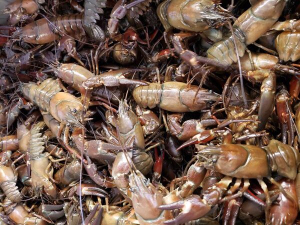 Live Crayfish - Image 2