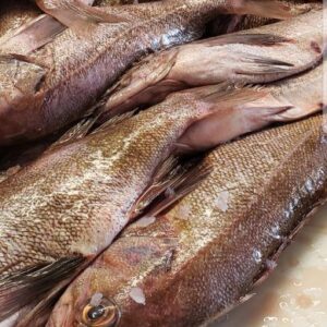 Whole Rock Fish