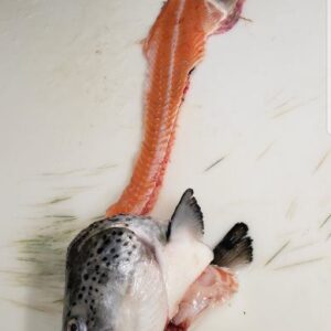 Salmon Heads with bone