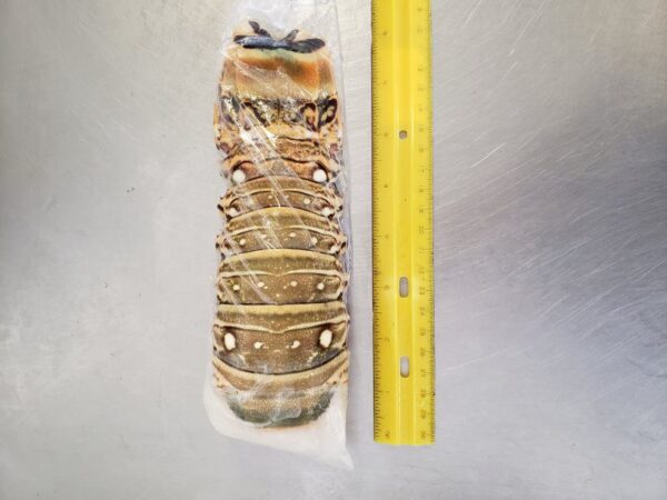 Honduras Lobster Tails - Image 3