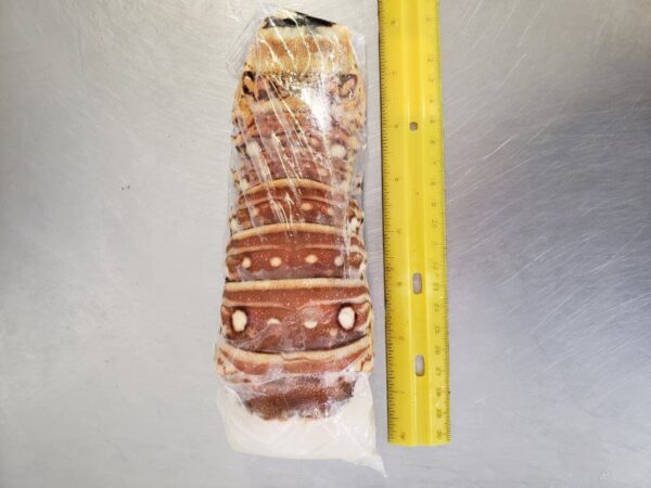 Honduras Lobster Tails