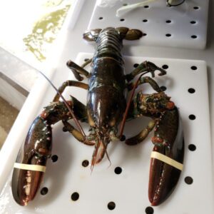 Chx (1 lb) Live Lobsters