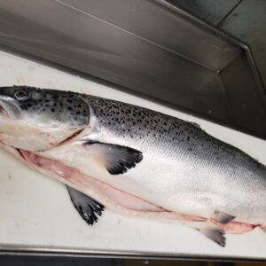 Whole Atlantic Salmon