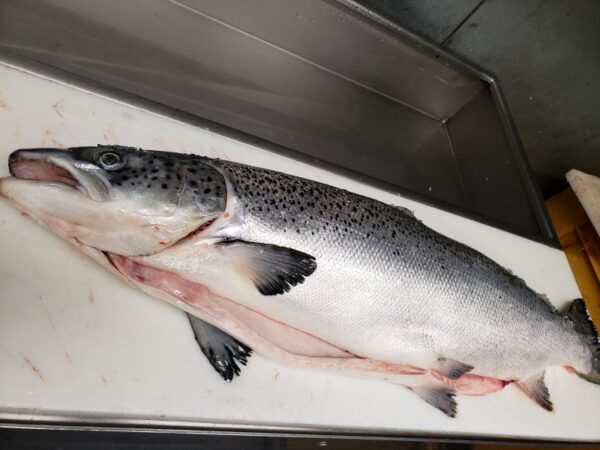 Whole Atlantic Salmon