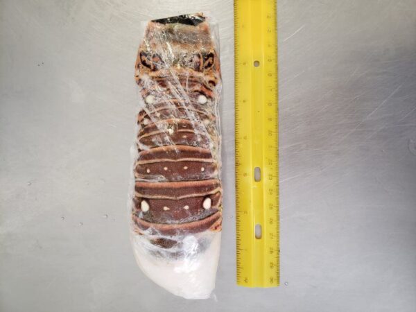 Honduras Lobster Tails - Image 2