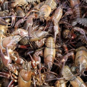 Live Crayfish