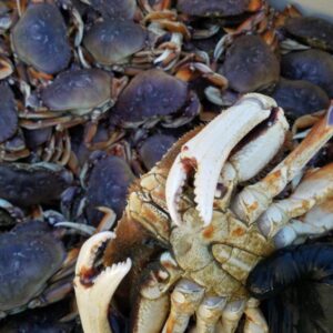 Live Crab