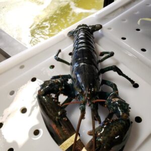 Halves (1-1/2 lb) Live Lobsters