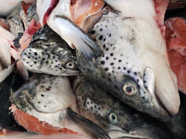 Salmon Heads