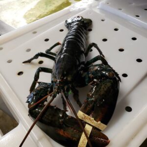 Quarters (1-1/4 lb) Live Lobsters